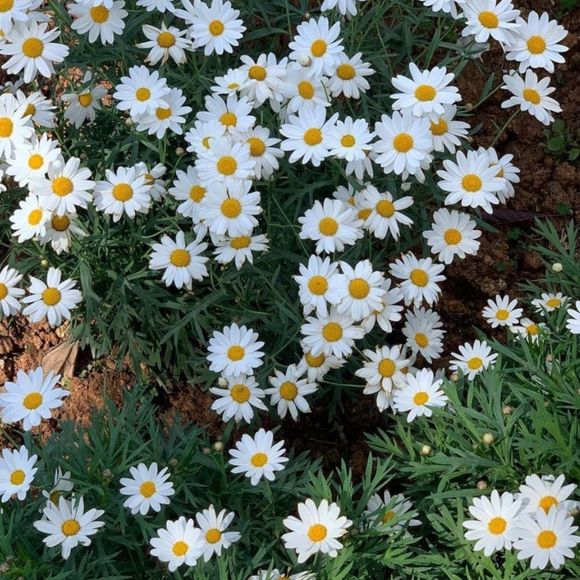 Meet your Posher, Tien - Picture 1 of 1